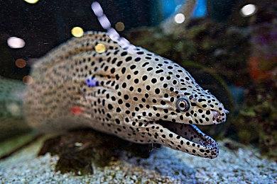 《无畏契约》新特工“盖克”预告 预计3月8日上线